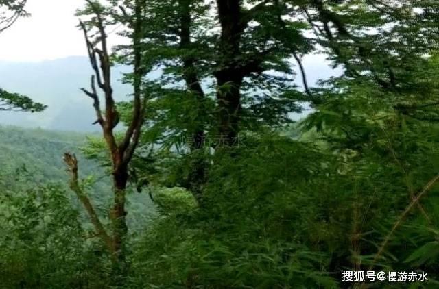 美妙森林找不同